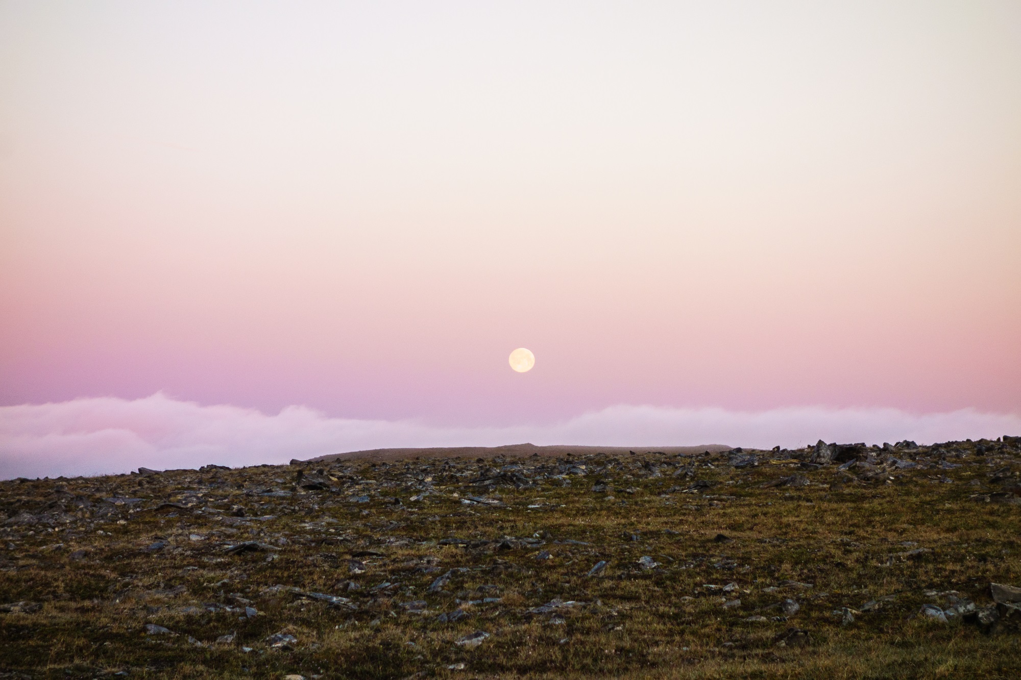 Under a purple moon